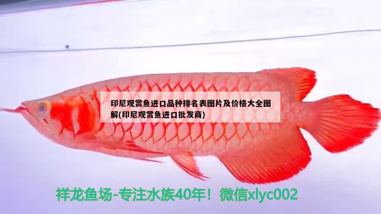 印尼觀賞魚進口品種排名表圖片及價格大全圖解(印尼觀賞魚進口批發商)